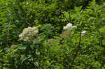 Virginia meadowsweet